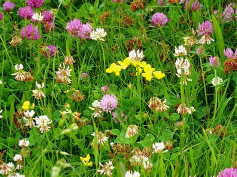 difference between white clover and red clover